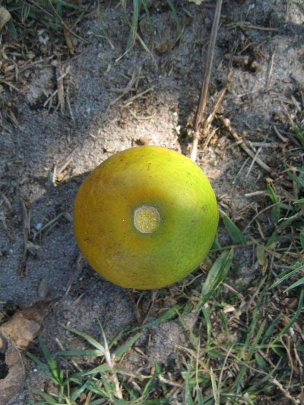              Fruit (Winter Haven, FL)       